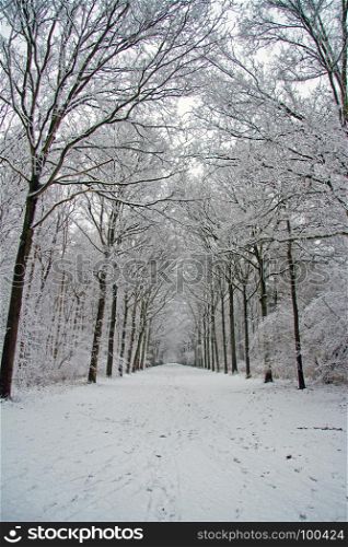 Winter scenery in the forest in the Netherlands