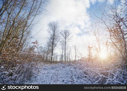 Winter scenery in the sunrise with snow covered trees in the forest
