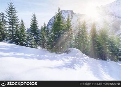 Winter scenery with the snow-capped peak of the Alps mountains and the fir forest, enlightened by the rays of the December sun, in Ehrwald, Austria.