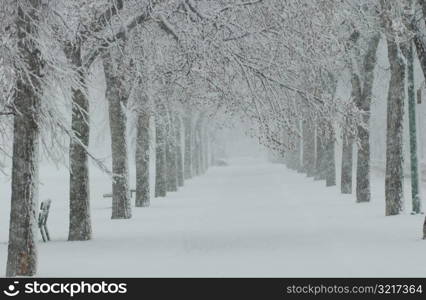 Winter Scenes - Canada