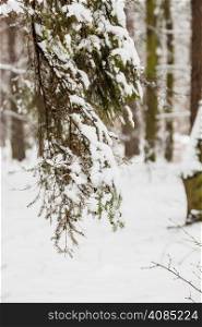 Winter season and seasonal specific. Forest trees covered with white fresh snow.
