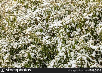 Winter season and seasonal specific. Fresh snow on green plant bush