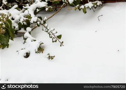 Winter season and seasonal specific. Fresh snow on green plant bush copy space text area