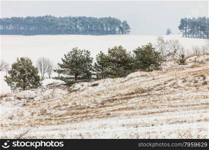 Winter season and seasonal specific. Hilly fields maedows trees covered with white fresh snow. Countryside landscape