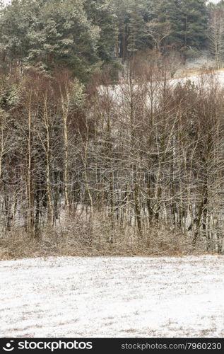 Winter season and seasonal specific. Hilly fields maedows trees covered with white fresh snow. Countryside landscape