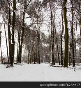 Winter season and seasonal specific. Snowy alley path in forest.
