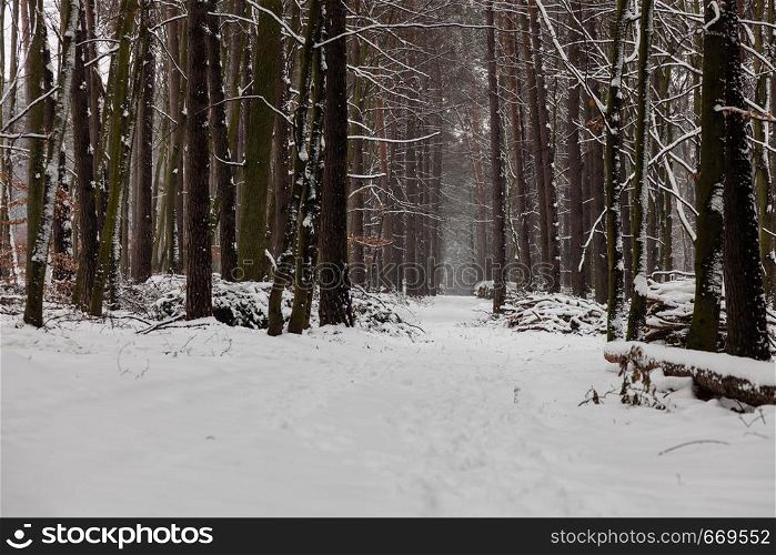 Winter season and seasonal specific. Snowy alley path in forest.