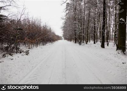 Winter season and seasonal specific. Snowy alley road in forest.