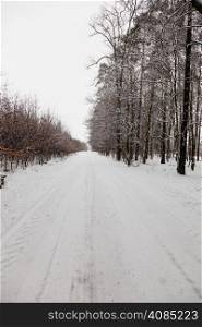 Winter season and seasonal specific. Snowy alley road in forest.