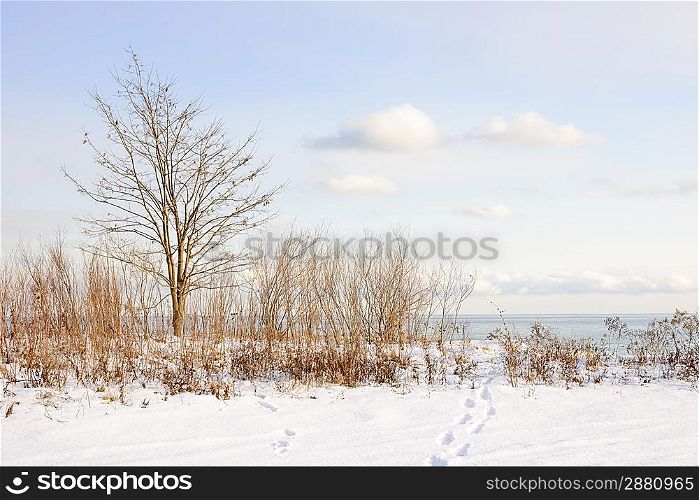 Winter shore of lake Ontario
