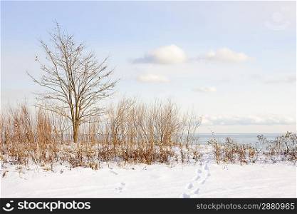 Winter shore of lake Ontario