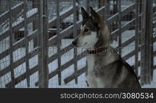 Winter shot of husky dog sitting still in its open-air cage