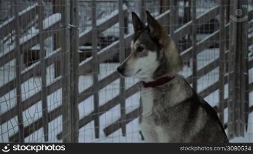Winter shot of husky dog sitting still in its open-air cage