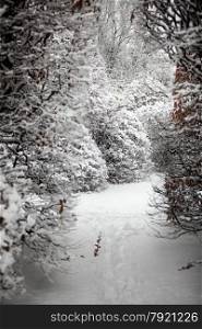 Winter shot of path between high bushes at forest covered with snow
