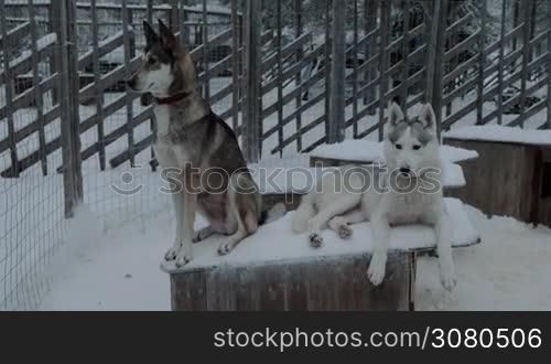 Winter shot of two husky on kennel in open-air cage. One dog lying while another is on guard