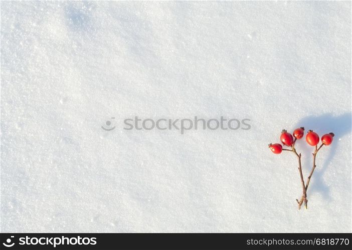 Winter snow background decorated with rose hip berries arranged red berries on snow