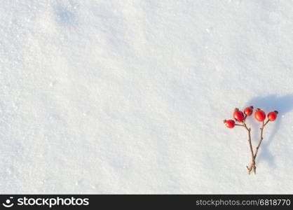 Winter snow background decorated with rose hip berries arranged red berries on snow