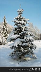winter snow-covered coniferous tree in city park