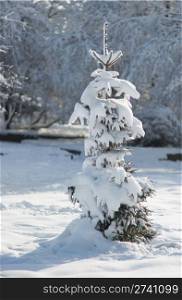 winter snow covered fir tree in city park
