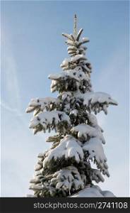 Winter snow covered fir tree on blue sky background (easy for isolate)