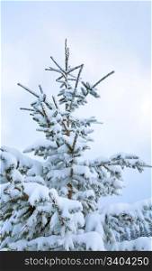 winter snow covered fir tree on overcast sky background
