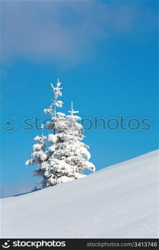 winter snow covered fir trees on mountainside on blue sky background