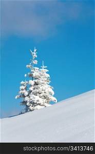 winter snow covered fir trees on mountainside on blue sky background