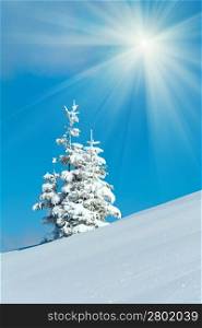 winter snow covered fir trees on mountainside on blue sky with sunshine background
