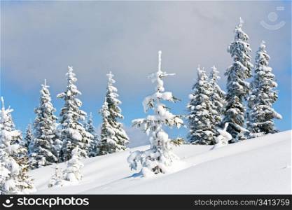 winter snow covered fir trees on mountainside on overcast sky background