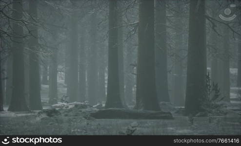 winter snow-covered forest on a cloudy day