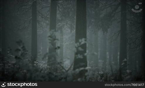 winter snow-covered forest on a cloudy day