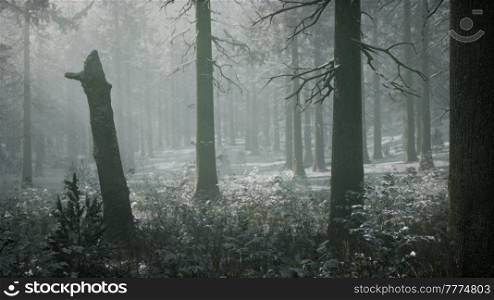 winter snow-covered forest on a cloudy day