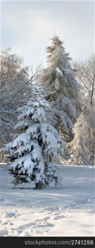 winter snow covered small fir tree in city park