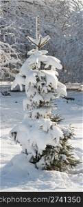 winter snow covered small fir tree in city park