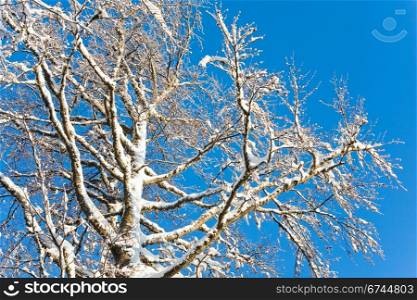 Winter snow covered tree twigs on blue sky background