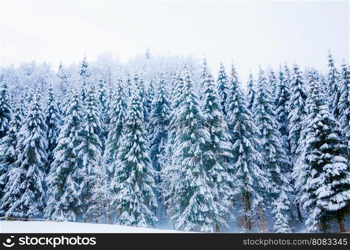 winter snow covered tree . Winter beautiful landscape. winter background