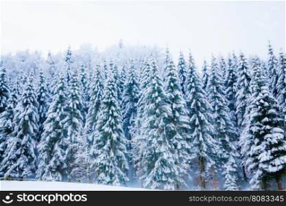 winter snow covered tree . Winter beautiful landscape. winter background