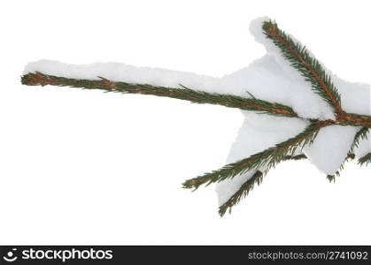 Winter snow cowered fir twig on white