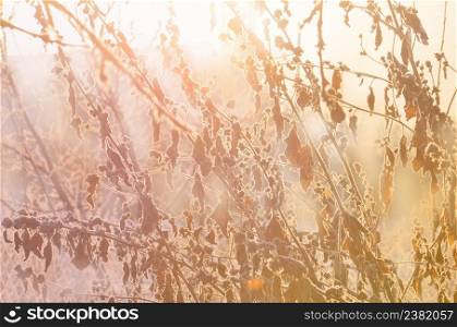 Winter snow scene with flower. Frozenned frosty plant. Plants covered with icicles. Frozen ice covered flower. Winter nature background.