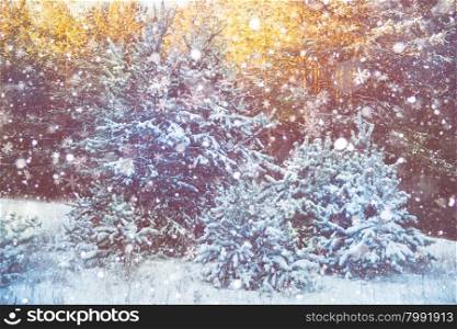 Winter snow scene with forest background