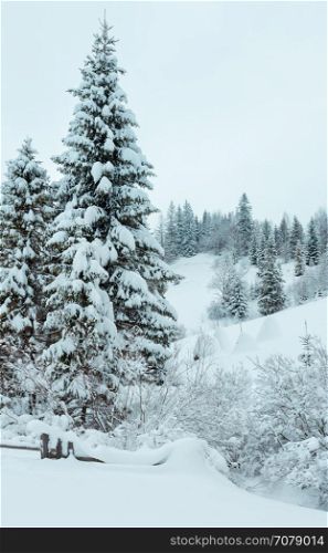 Winter snowfall Carpathian Mountains landscape with snowy fir trees.