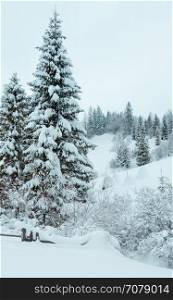 Winter snowfall Carpathian Mountains landscape with snowy fir trees.
