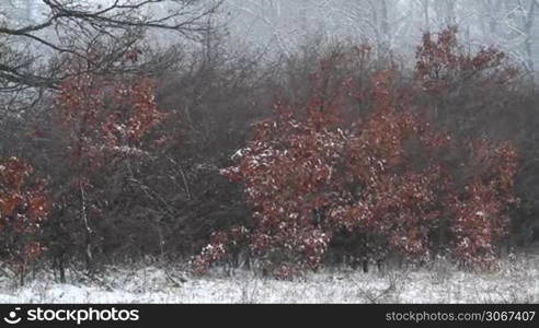 Winter snowfall in the oak forest