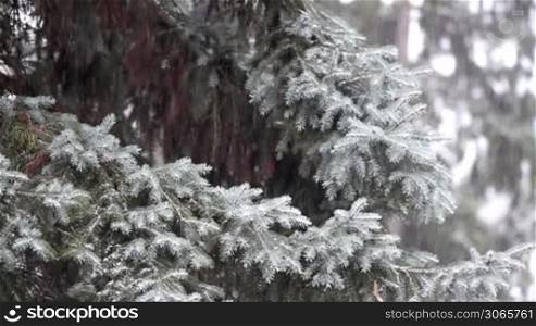Winter snowfall in the pine forest
