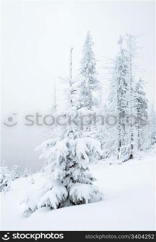 winter snowy and misty mountain landscape with snowfall ang beautiful fir trees on slope (Kukol Mount, Carpathian Mountains, Ukraine)