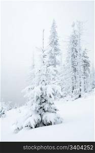 winter snowy and misty mountain landscape with snowfall ang beautiful fir trees on slope (Kukol Mount, Carpathian Mountains, Ukraine)