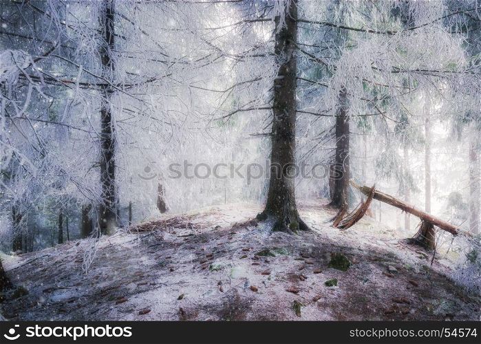 Winter snowy fairy forest