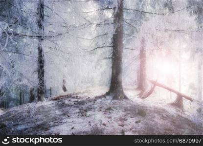 Winter snowy fairy forest