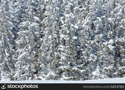 winter snowy fir trees ( nature background)