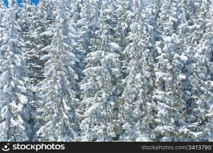 winter snowy fir trees ( nature background)